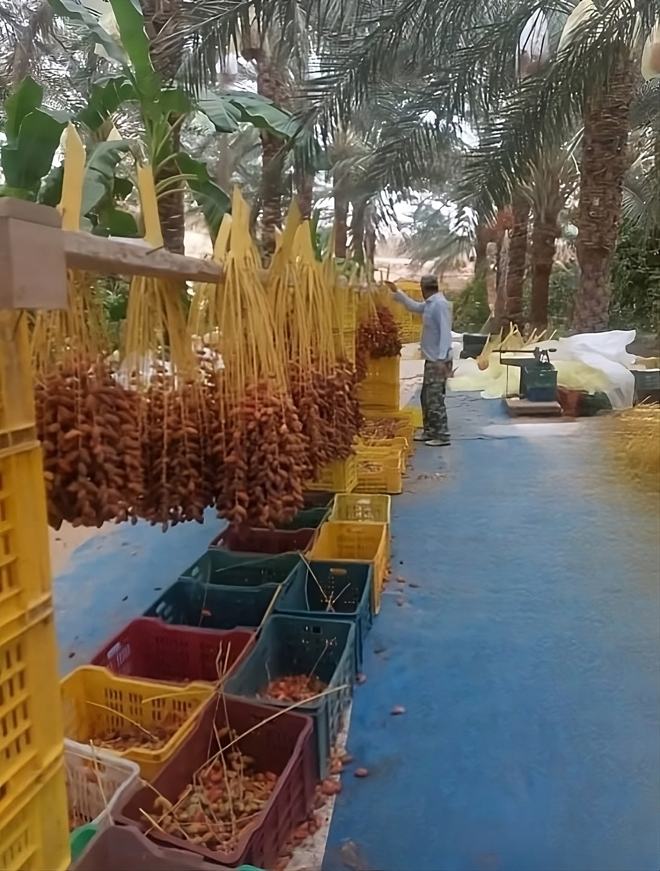 Dates