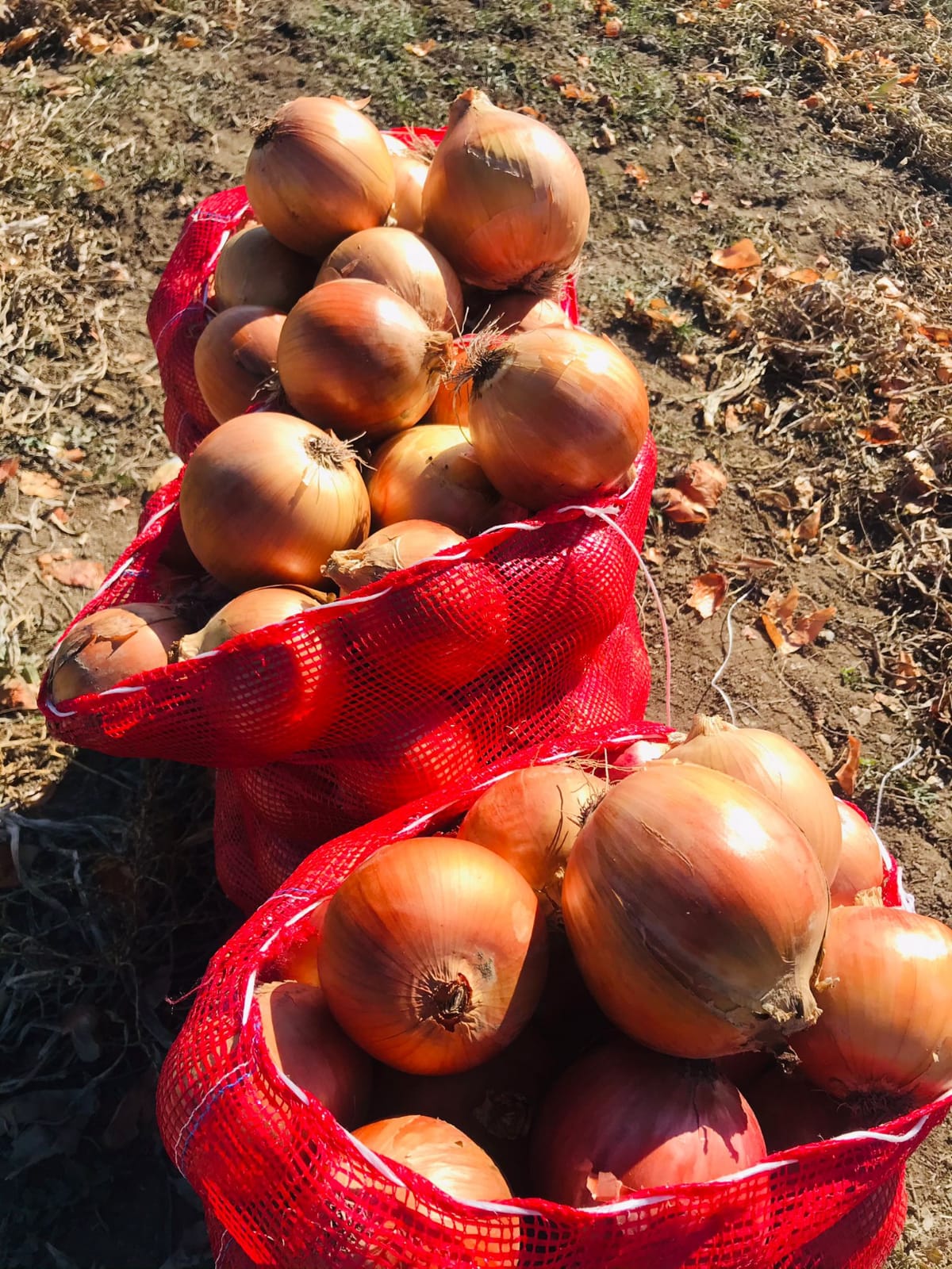 Onions