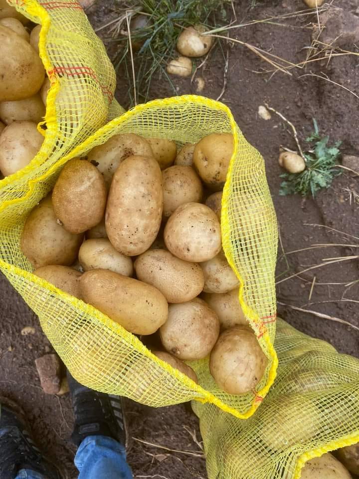 Potatoes